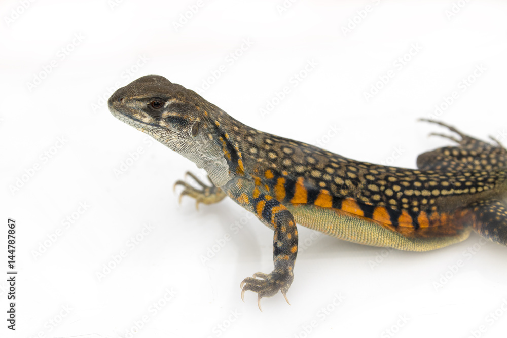 Naklejka premium Image of Butterfly Agama Lizard (Leiolepis Cuvier) on white background. Reptile Animal