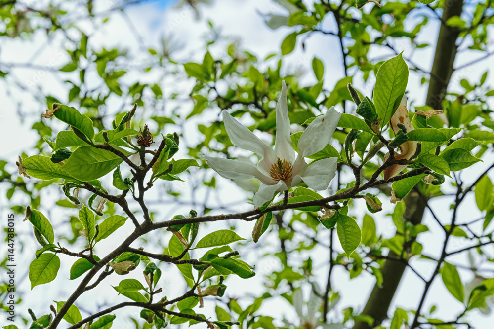 White Magnolia Flower White Magnolia Flower