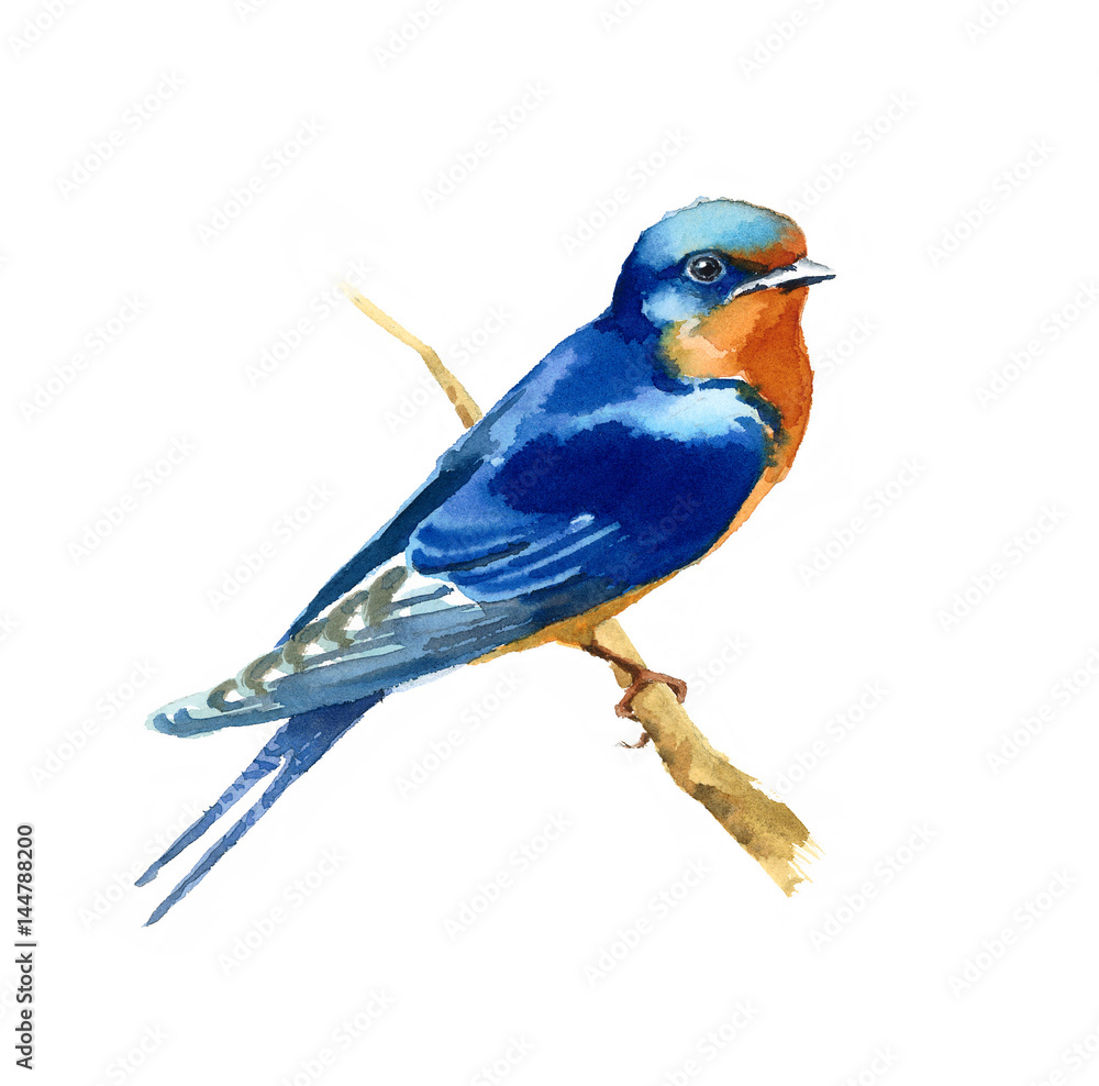 Watercolor Blue Bird Barn Swallow on the Branch Hand Drawn Illustration isolated on white background Watercolor Blue Bird Barn Swallow on the Branch Hand Drawn Illustration isolated on white background