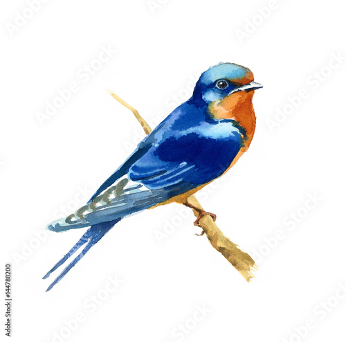 Watercolor Blue Bird Barn Swallow on the Branch Hand Drawn Illustration isolated on white background © cmwatercolors