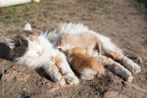 Rustic cat feeds milk from their red kitten lying on the ground © Vasiliy