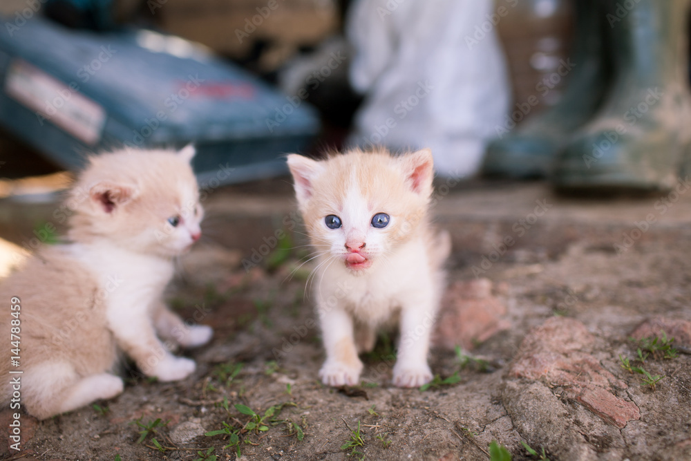 Small funny kitten shows tongue Small funny kitten shows tongue