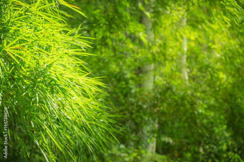 Asian bamboo in the forest with morning light