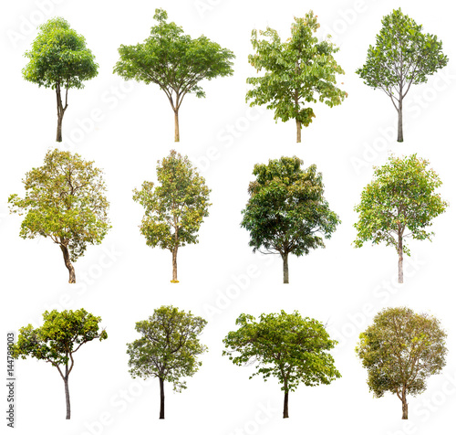 collections green tree isolated on white background.