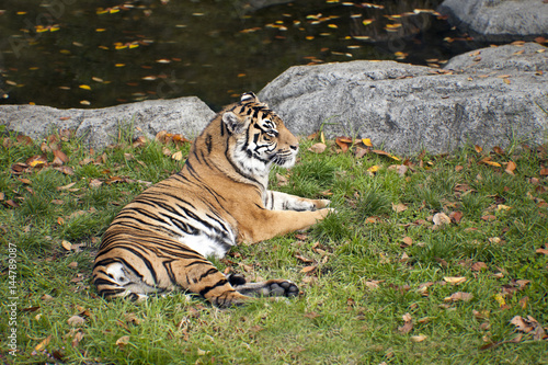 Fototapeta Naklejka Na Ścianę i Meble -  Resting Tiger
Bengal tiger resting in the edge of the forest