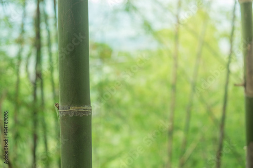 Asian bamboo in the forest with morning light