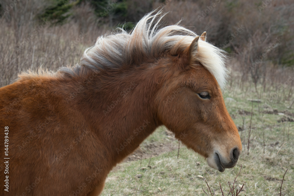 Obraz premium Wild Ponies 