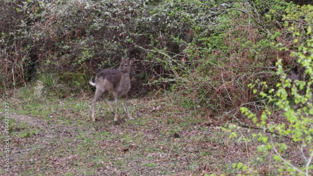 Melanistic fallow deer (Dama dama) feeding in the Forest of Dean. RSPB Nagshead. Melanistic fallow deer (Dama dama) feeding in the Forest of Dean. RSPB Nagshead.