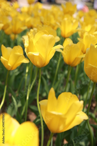 yellow tulips