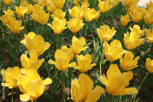beautiful yellow tulips at a garden
