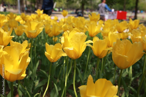 beautiful yellow tulips at a garden
