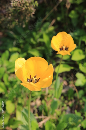 yellow tulips