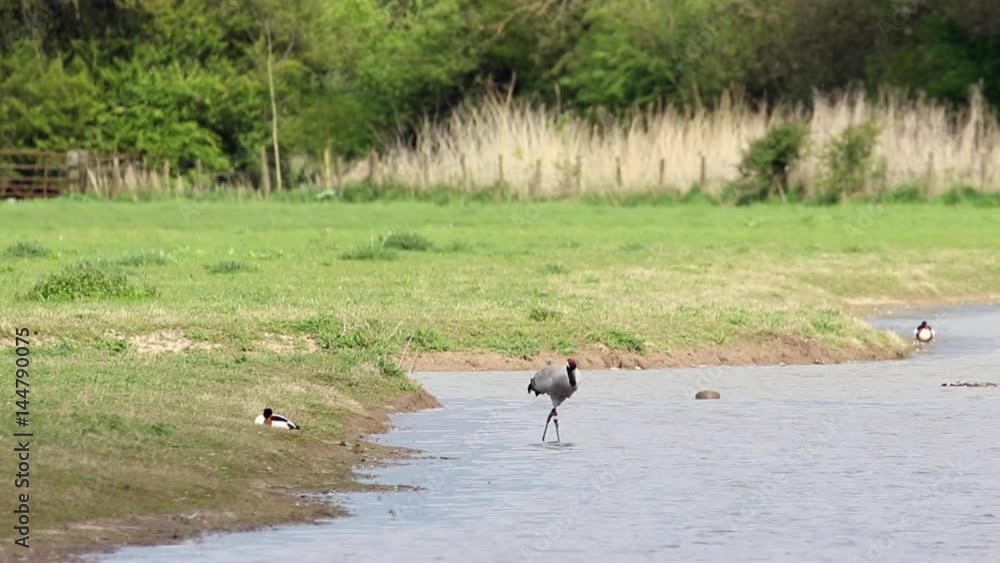 Two Common crane drinking (Grus grus), or Eurasian crane at WWT Slimbridge. Two Common crane drinking (Grus grus), or Eurasian crane at WWT Slimbridge.