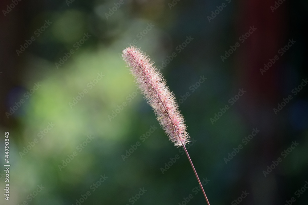 Obraz premium 秋の風情、ネコジャラシの穂