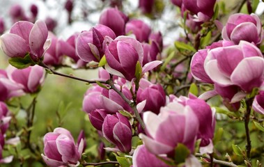 Keuken achterwand Magnolia Magnoliatak met zachte bloesems  © rachid amrous
