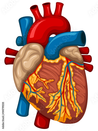 Vector illustration of a human heart.