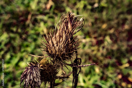 flora