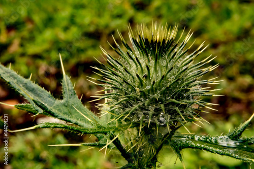 flora