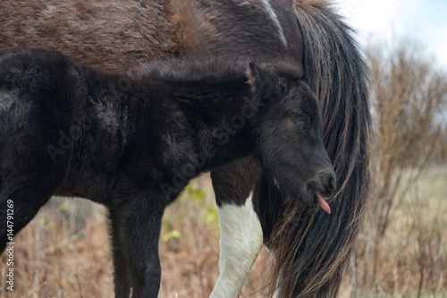 Dark Brown Filly Foal and Mother Wild Ponies