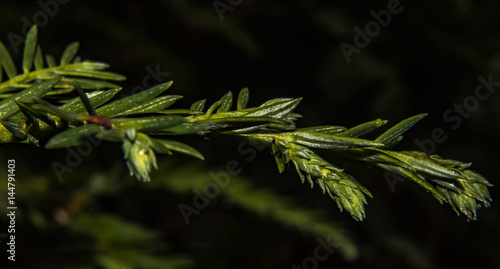 flora