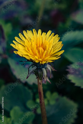 flor