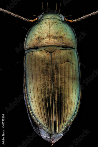 Dorsal view of a woodboring beetle