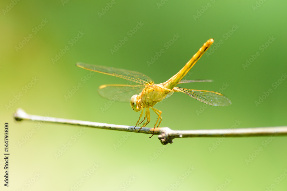 Beautiful yellow dragonfly on dry branch with green background in nature Beautiful yellow dragonfly on dry branch with green background in nature