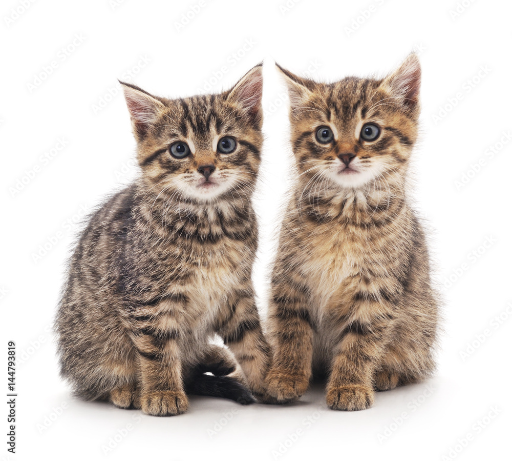 Two little kittens.