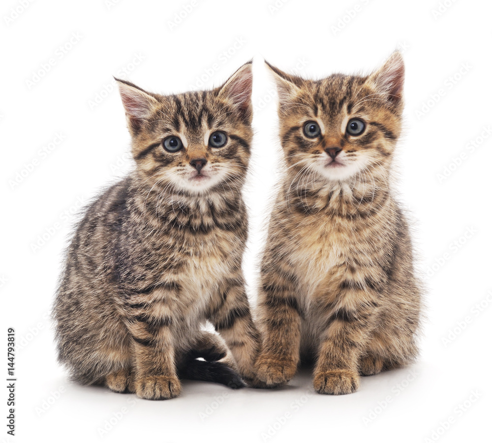 Two little kittens. Two little kittens.