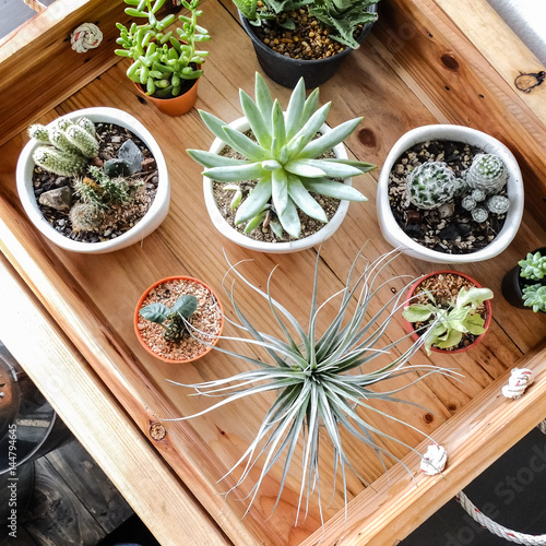 Various cactus in the wooden tray decoration for cafe,  restaurant or home