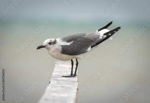 Non-breeding adult Laughing Gulls flying or in habitat