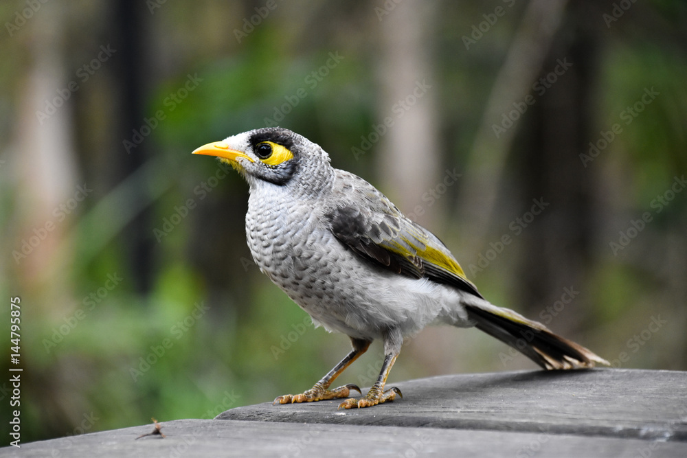 Fototapeta premium Bird in nature