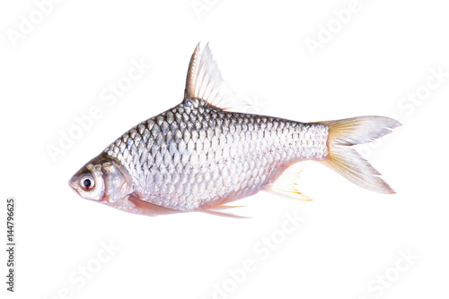 whole round silverbarb fish on white background