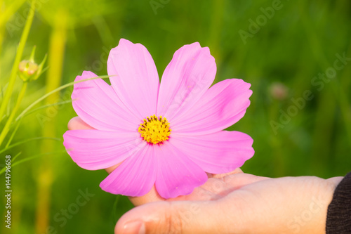 Cosmos flower with blurred background