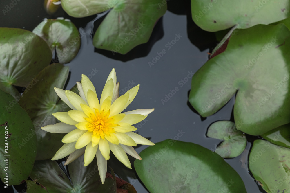 Yellow lotus flower