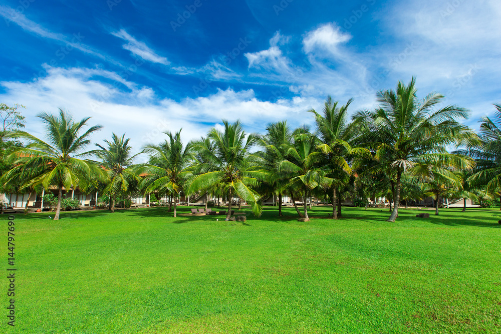 palm garden with grass