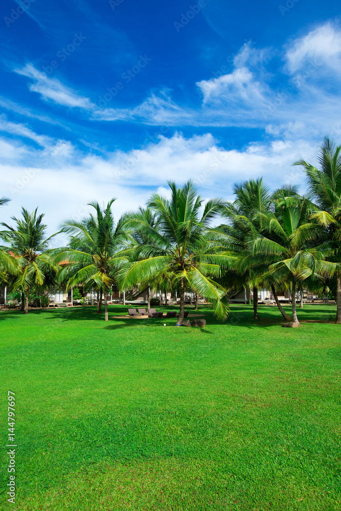 palm garden with grass