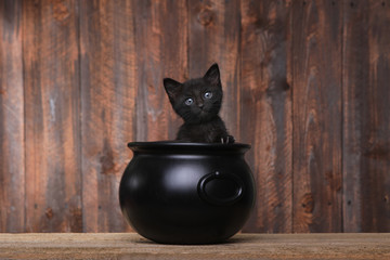 Adorable Kitten in Halloween Cauldron on Wood Background