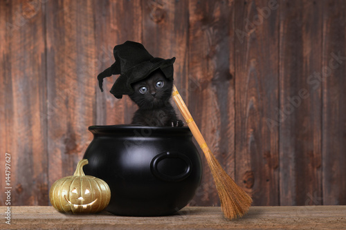 Fototapeta Naklejka Na Ścianę i Meble -  Adorable Kitten Dressed as a Halloween Witch With Hat and Broom in Cauldron