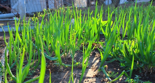 Onion sprouts. V.6.