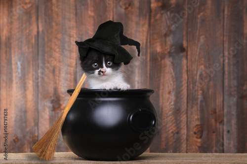 Fototapeta Naklejka Na Ścianę i Meble -  Adorable Kitten Dressed as a Halloween Witch With Hat and Broom in Cauldron