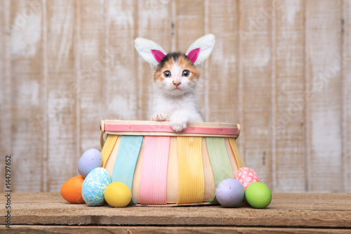 Fototapeta Naklejka Na Ścianę i Meble -  Adorable Kitten Inside an Easter Basket Wearing Bunny Ears