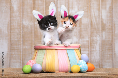 Fototapeta Naklejka Na Ścianę i Meble -  Cute Pair of Kittens Inside an Easter Basket