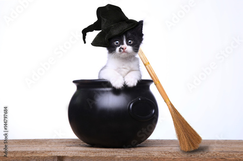 Fototapeta Naklejka Na Ścianę i Meble -  Adorable Kitten Dressed as a Halloween Witch With Hat and Broom in Cauldron