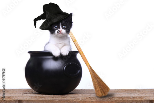Fototapeta Naklejka Na Ścianę i Meble -  Adorable Kitten Dressed as a Halloween Witch With Hat and Broom in Cauldron