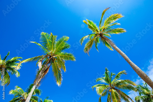  palm trees in the blue sunny sky