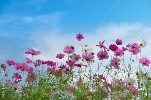 Cosmos flower with Sky background