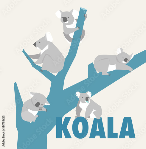 koala various pose flat design illustration 