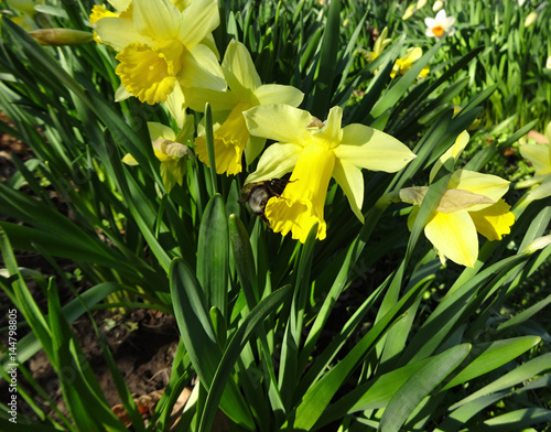 Fototapeta Naklejka Na Ścianę i Meble -  Spring bumblebee in the flower bed with yellow daffodils