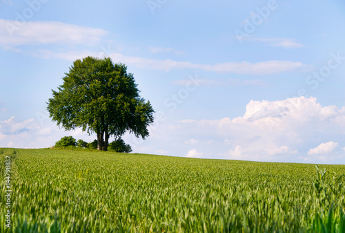 Alone tree in the field of wheat in early summer photo